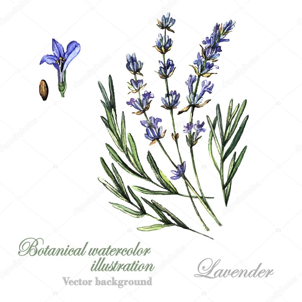 Watercolor Lavender illustration Lavender