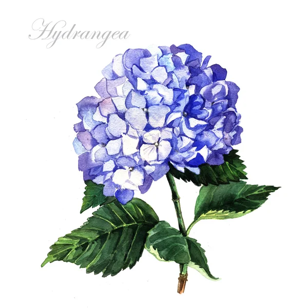 Blue hydrangea blossom — Stock Photo, Image