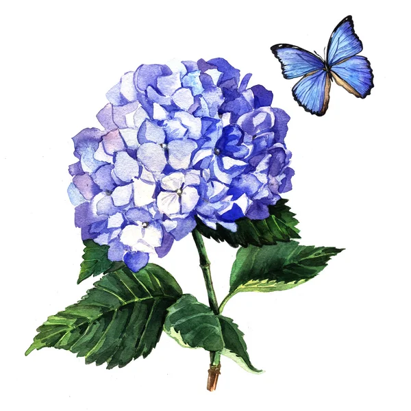 Hortensia azul y mariposa — Foto de Stock