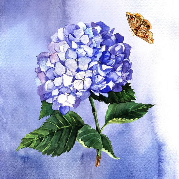 Hortensia azul y mariposa — Foto de Stock