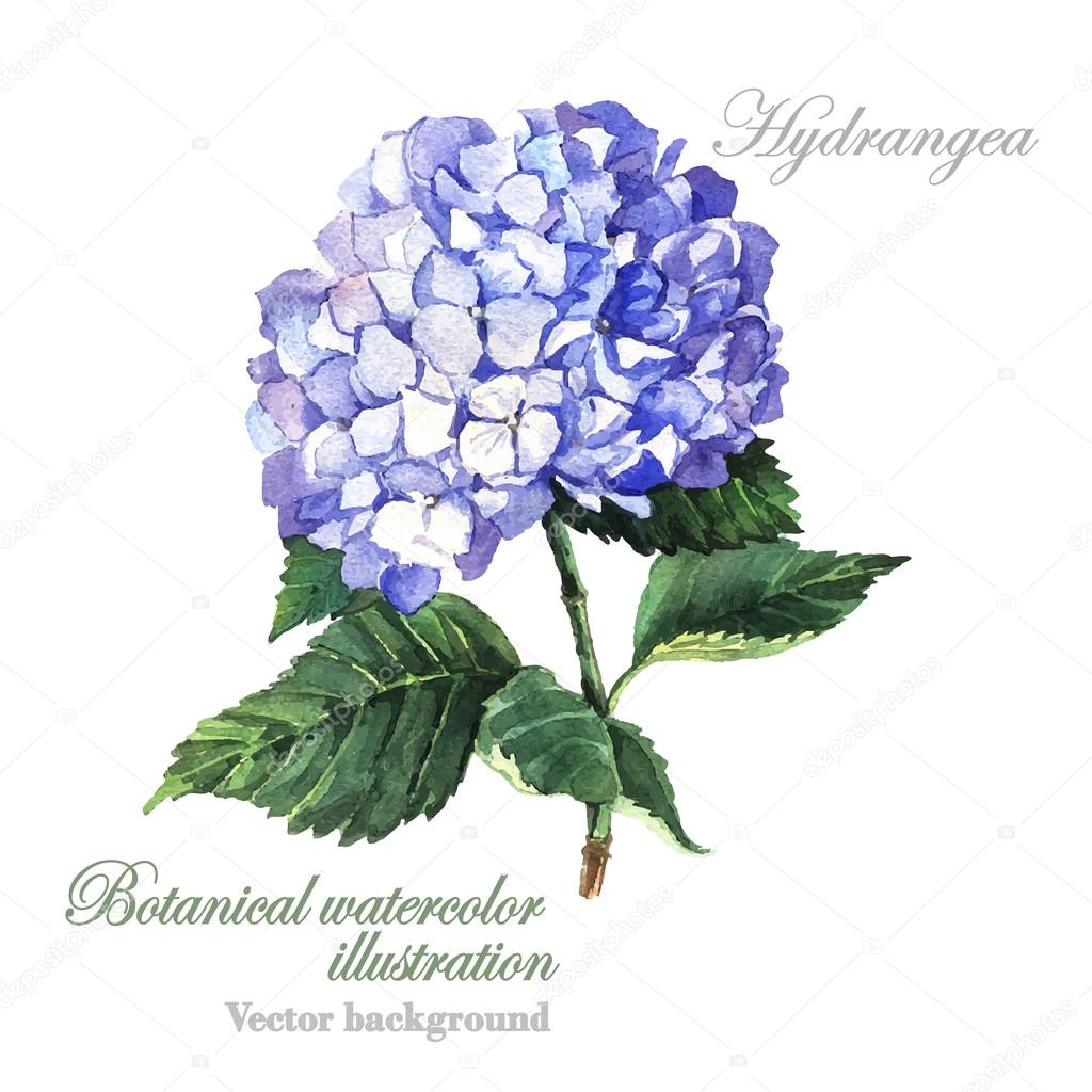 Blue hydrangea blossom