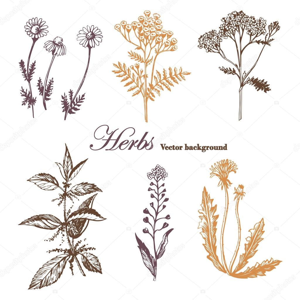 Set of medicinal herbs.