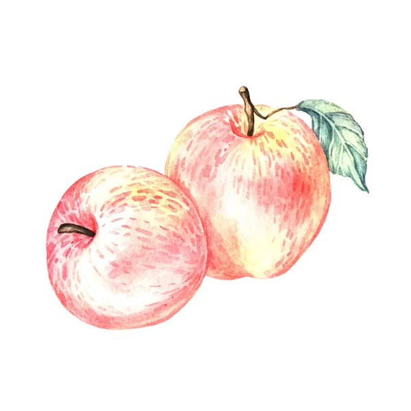 Dwa jabłka akwarela — Zdjęcie stockowe