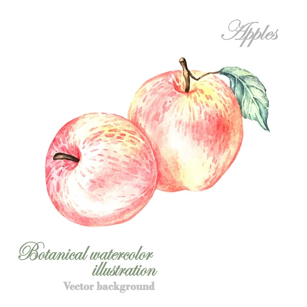 Apples against white background — Stock Vector
