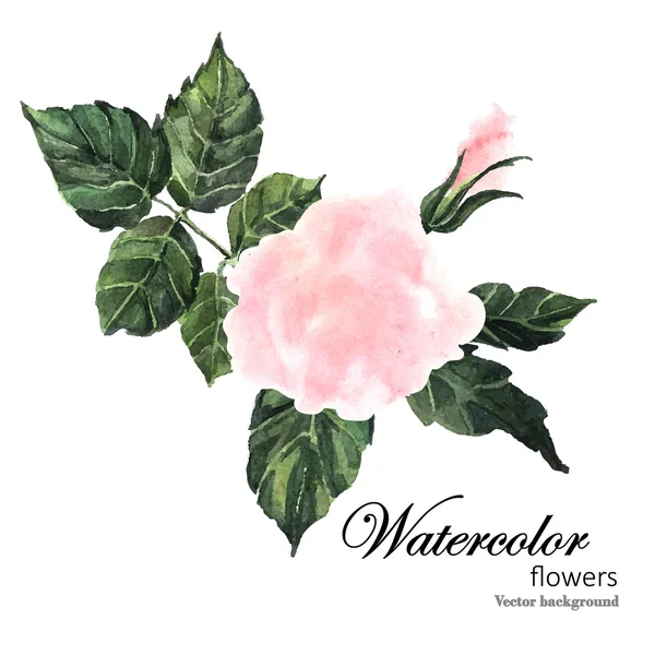 Watercolor pink rose — Stock Vector