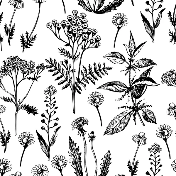 Plantes médicinales graphiques — Image vectorielle