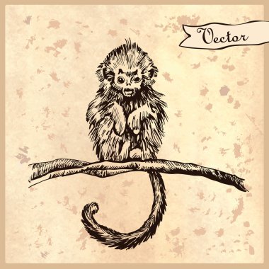 grafik çizim maymun