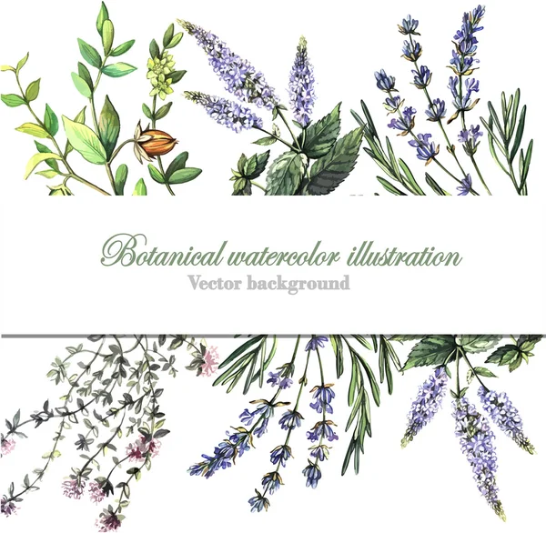 arka plan aromatik bitkiler ile