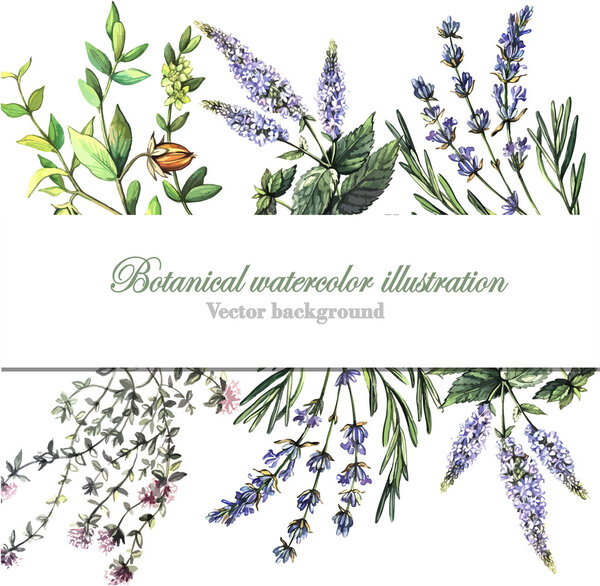 фон с ароматическими растениями
