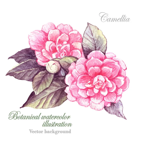 Watercolor illustration of Camellia — Stock Vector