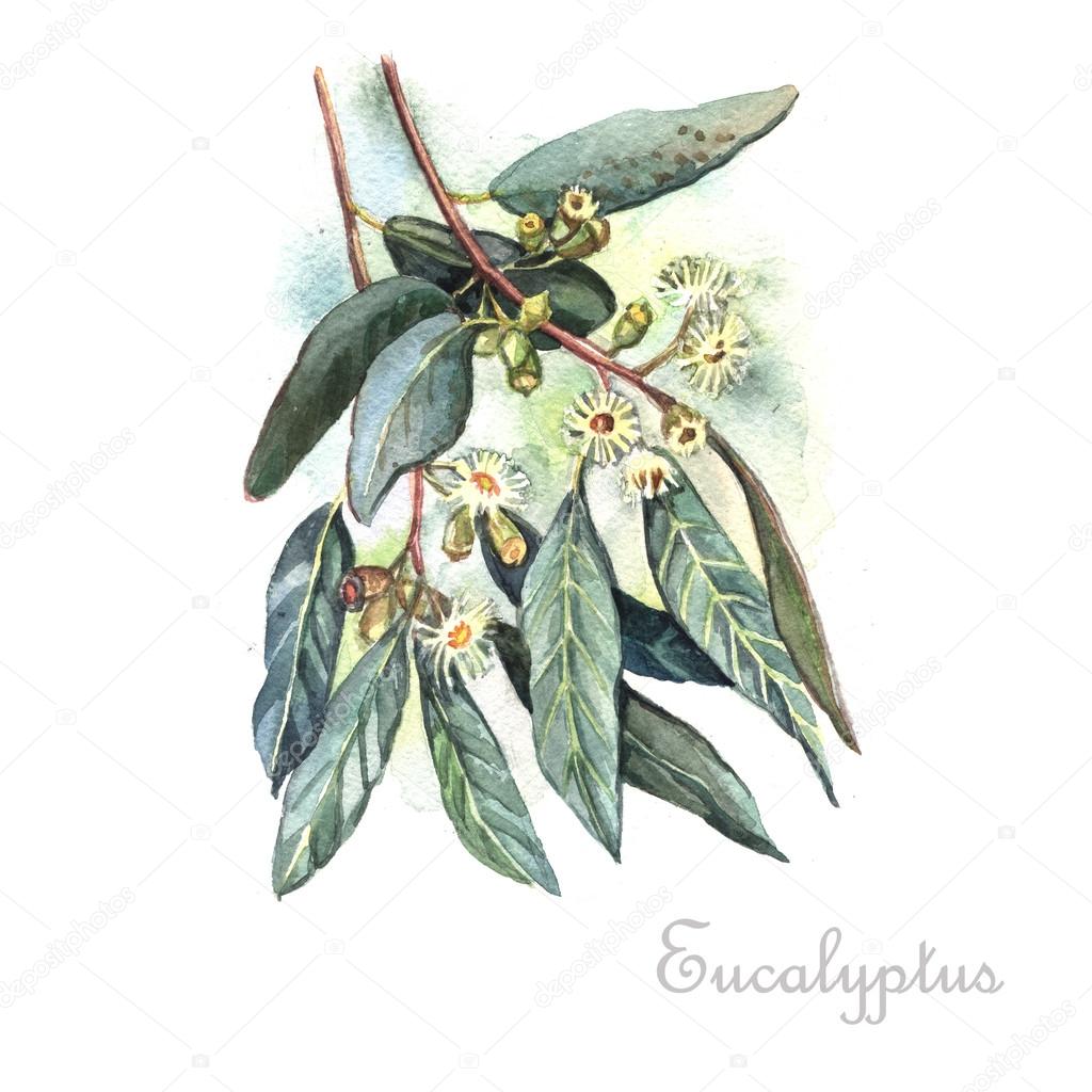 Watercolor Eucalyptus plant