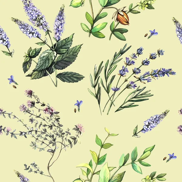 Aquarelle plantes médicinales — Image vectorielle