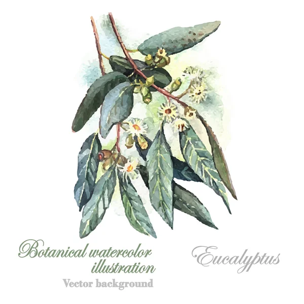 Aquarell Eukalyptuspflanze — Stockvektor