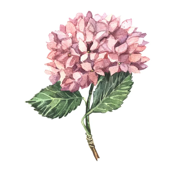 Vodové barvy růžové hortenzie — Stock fotografie