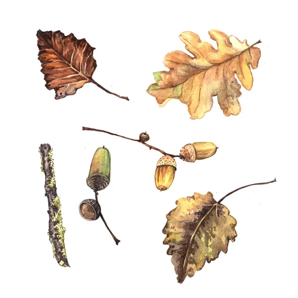 Aquarel herfst bladeren en eikels — Stockfoto