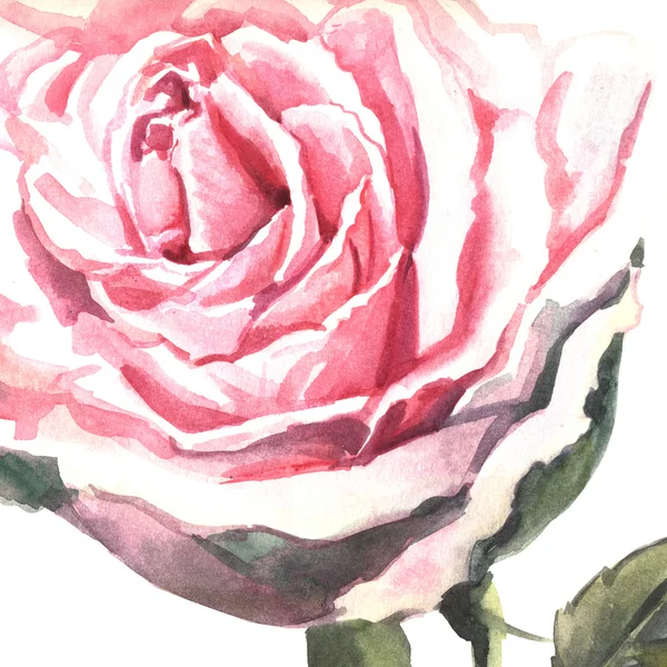 Watercolor pink rose — Stock Photo, Image