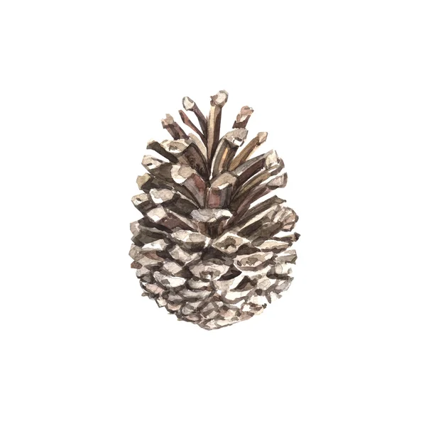 Watercolor pine cone Stock Image
