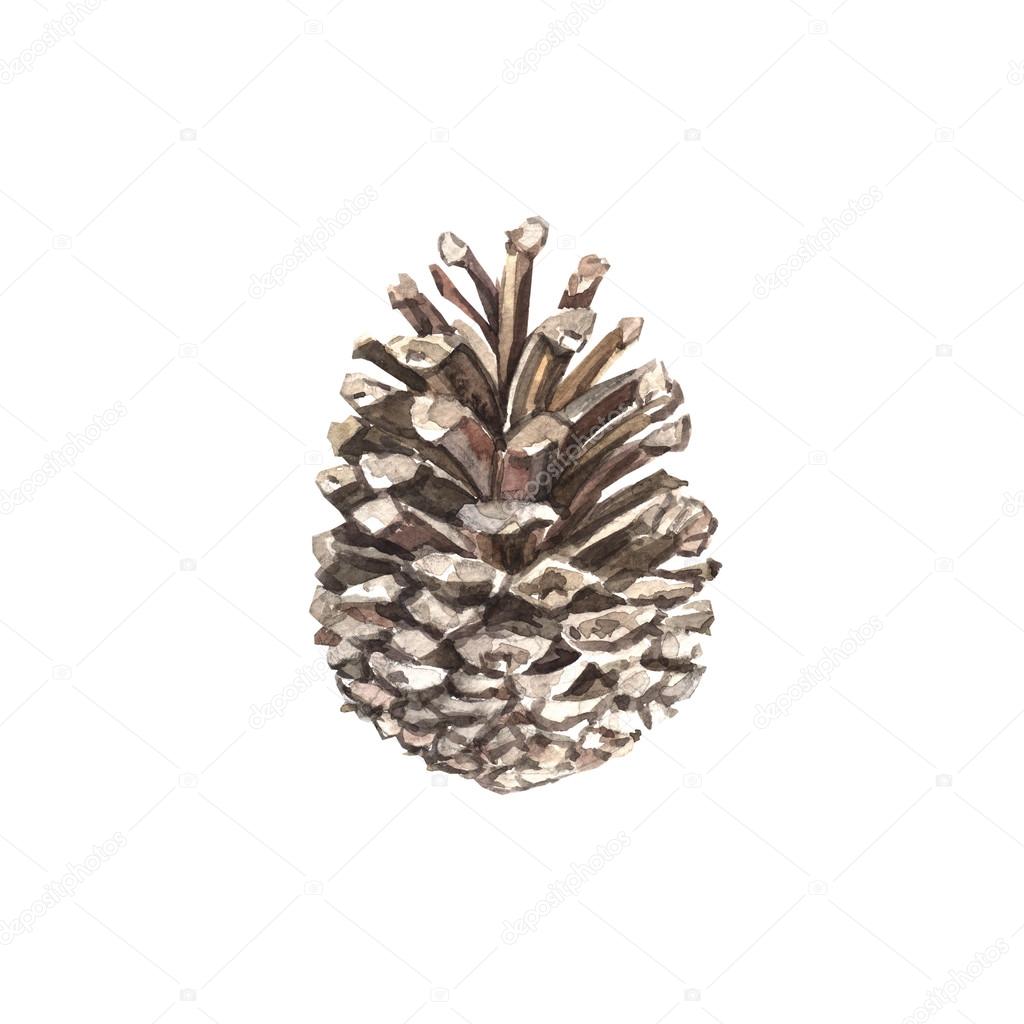 Watercolor pine cone