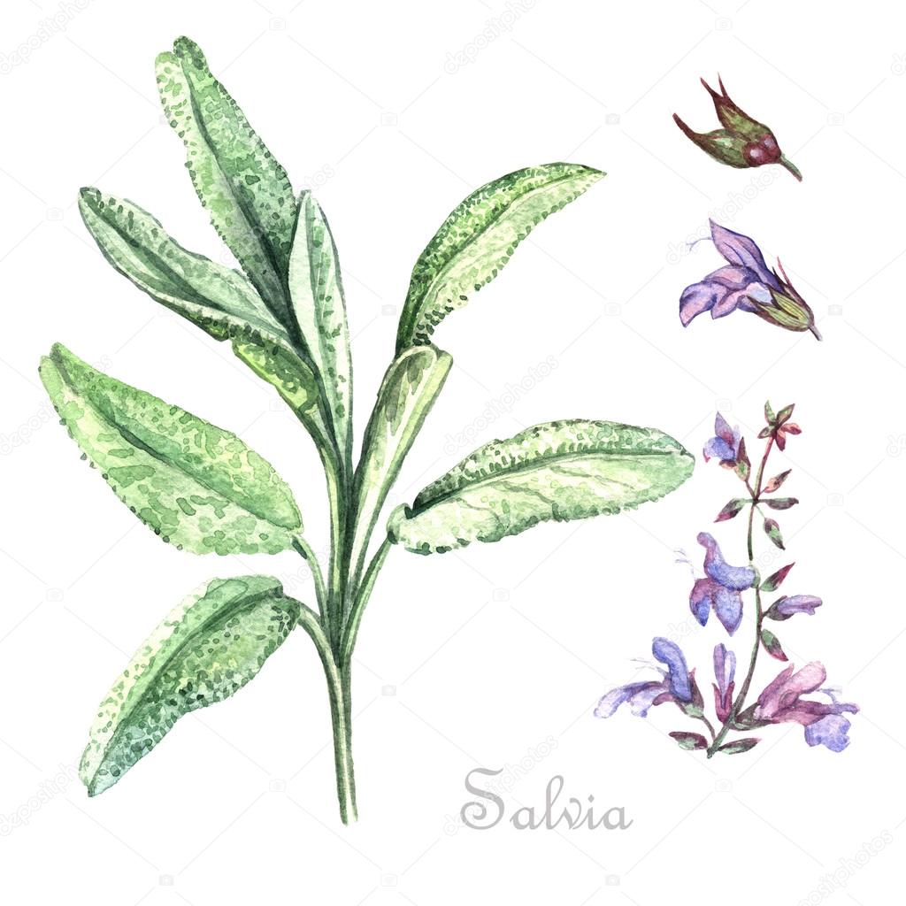Watercolor Salvia Plant Stock Photo By ©Ann_Art 90630962