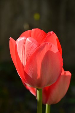 Tulpen in rot