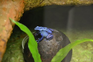 mavi zehirli ok kurbağası 