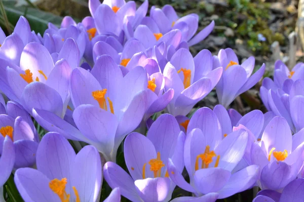 Purple crocus blossom — Stock Photo, Image