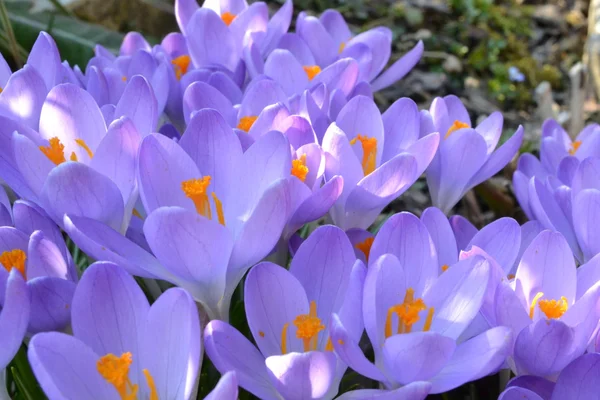 Purpurrote Krokusblüte — Stockfoto