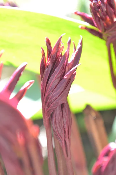 Rote Blätter im Sonnenlicht — Stockfoto