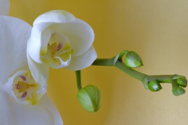 Sarı bir arka plan beyaz orkide