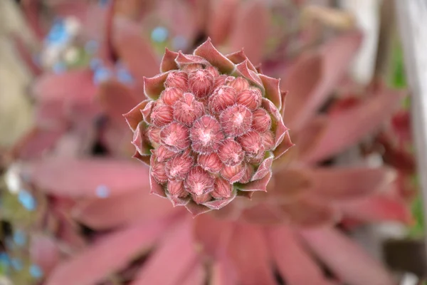 꽃 sempervivum — 스톡 사진