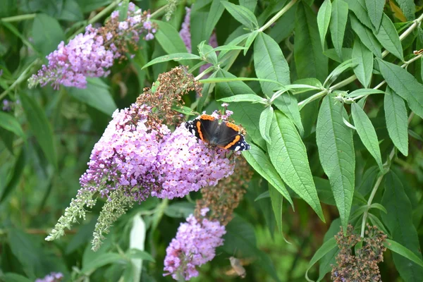 Buddleia — стокове фото