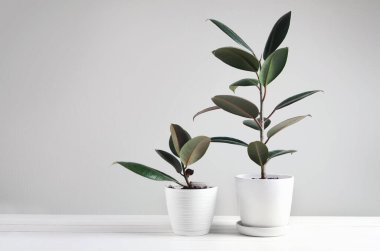Two houseplants with Ficus plant in white pot , Ficus Elastica Robusta or Rubber Plant clipart