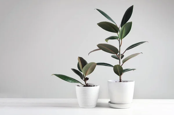 Zwei Zimmerpflanzen mit Ficus-Pflanze im weißen Topf, Ficus Elastica Robusta oder Gummipflanze — Stockfoto