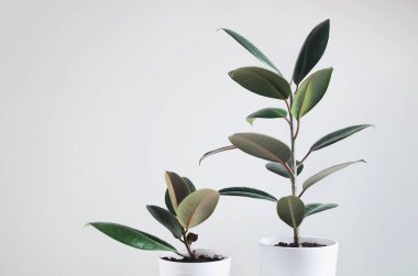 Ficus bitkisi olan iki ev bitkisi, Ficus Elastica Burgundy veya Rubber Plant