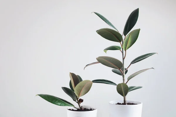 Två krukväxter med Ficus växt i vit kruka, Ficus Elastica Bourgogne eller Rubber Plant — Stockfoto