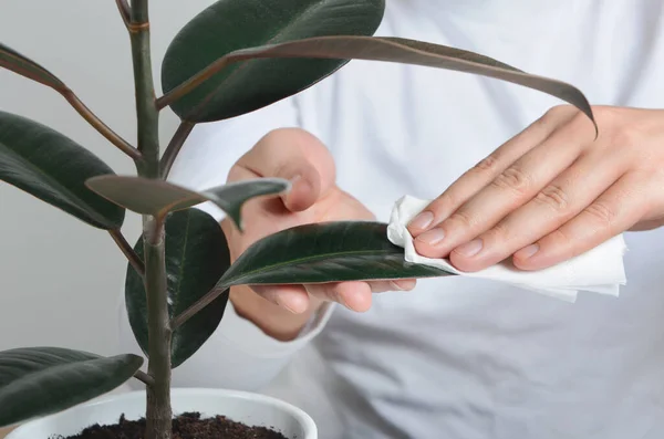 Händerna rengöra ficus växt med våt servett — Stockfoto