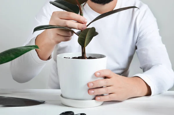 Människans handhållna stjälk av ficus robusta — Stockfoto