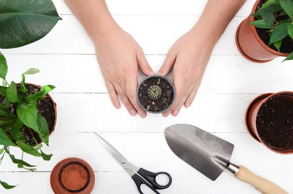 Manliga händer med kaktus. Omplantering av kaktusar. trädgårdsredskap spade, gryta, kaktusar, på trä bakgrund. — Stockfoto