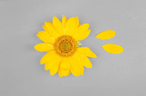 Farben des Jahres 2021. Grau und Gelb. Sonnenblume auf grauem Hintergrund — Stockfoto