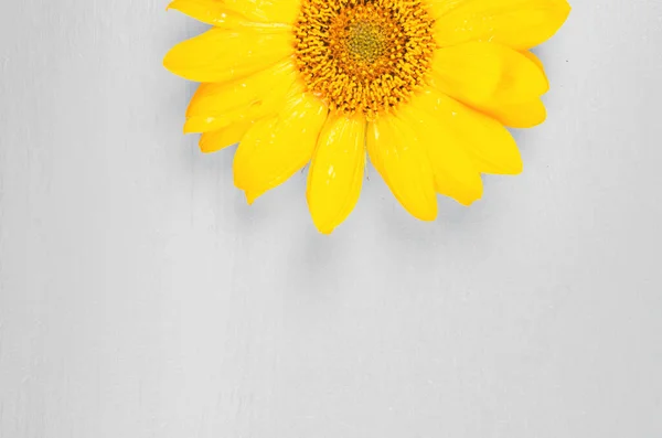 Colors of year 2021. Gray and Yellow. Sunflower on grey background — Stock Photo, Image