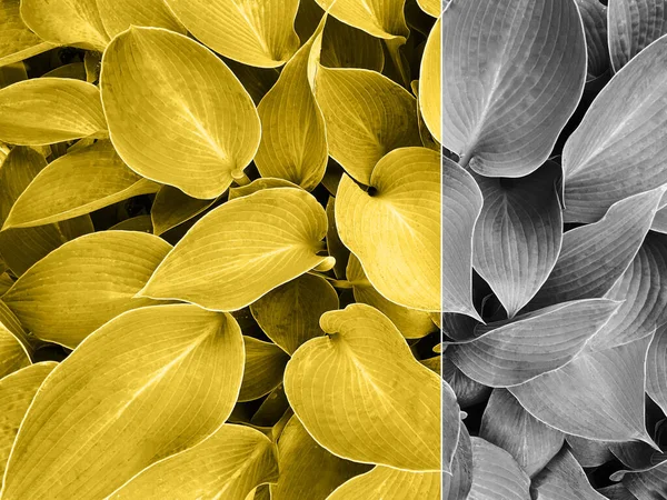 Colores amarillo y gris, Color del año de 2021 Iluminante. Fondo de hojas grandes — Foto de Stock