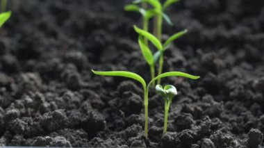 Sulama kabıyla yeşil lahanaları sulamak. Bahçıvanlık konsepti, seçici odaklanma. Kapat.