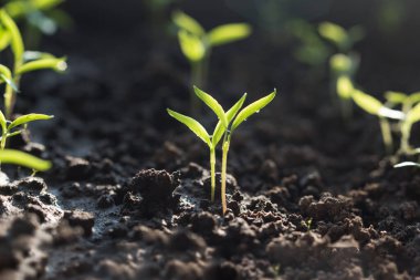 Sulama kabıyla birlikte yeşil filizler. Bahçıvanlık konsepti, Seçici odak.