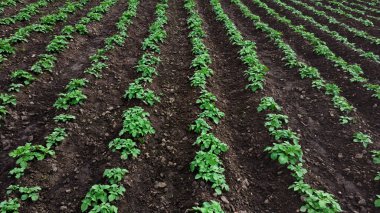 Yeşil patates bitkileriyle dolu bir patates çiftliği.