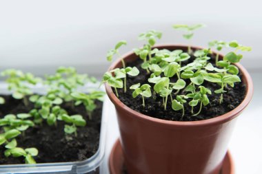 Seedling of basil plants in pots on window sill. Selective focus
