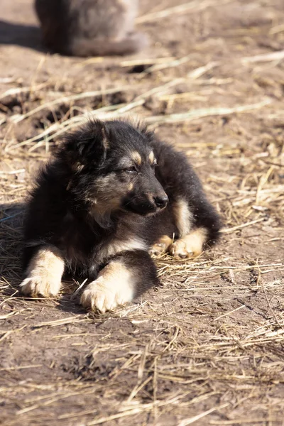 Oturma sevimli köpek yavrusu