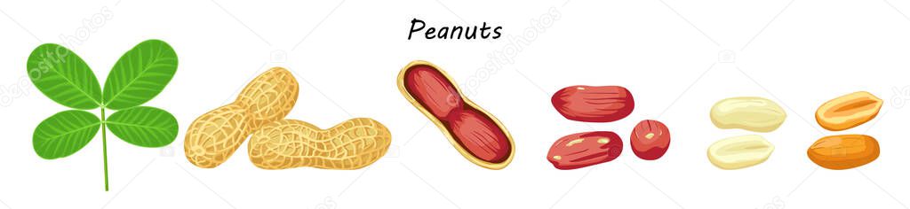 Peanut leaves, kernel in nutshell, nut seed shelled, roasted peanuts vector collection. Organic food, traditional snack. White background. Cartoon style.