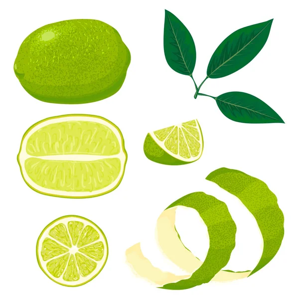 Yapraklı taze limon. Farklı limon görünümleri koleksiyonu. — Stok Vektör