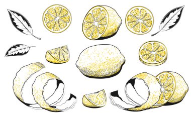 El çizimi vektör çizimi - Limon Koleksiyonları. Limon, dilim, yaprak, kabuk, kabuk