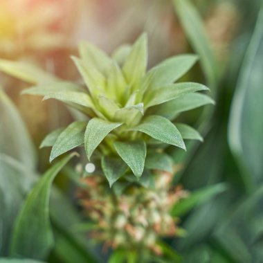Ev ananası. Mini Queensland bitkisi yetiştiriyor. Ağaç tarlası. Doğa ekolojisi yemeği.